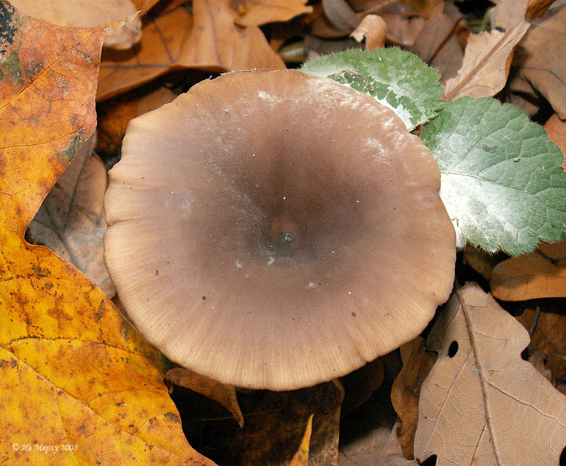 Sprechende Pilze