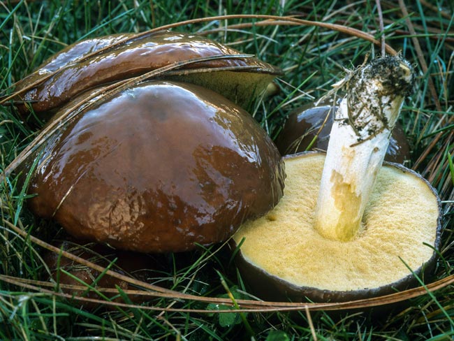 Schmetterlinge