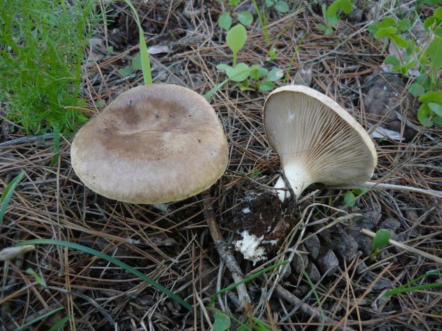 Pleurote des steppes