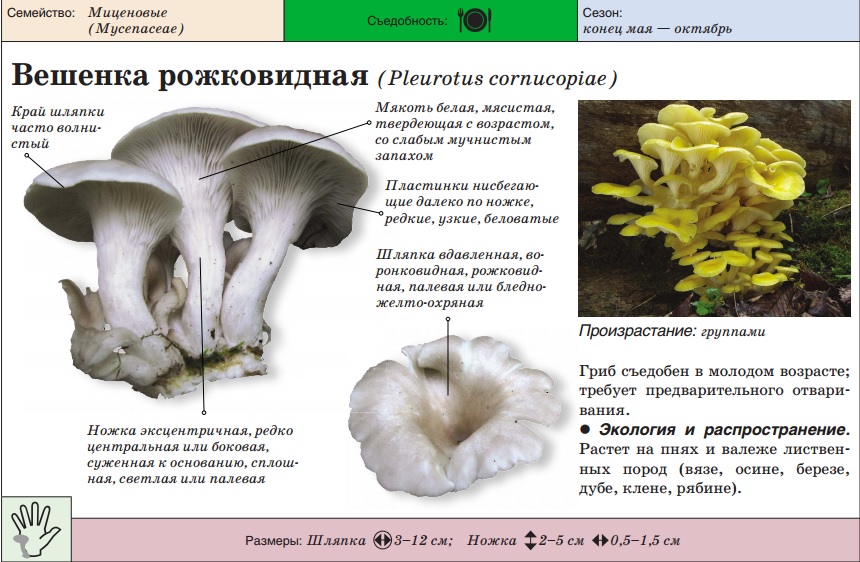 Pleurote en forme de corne