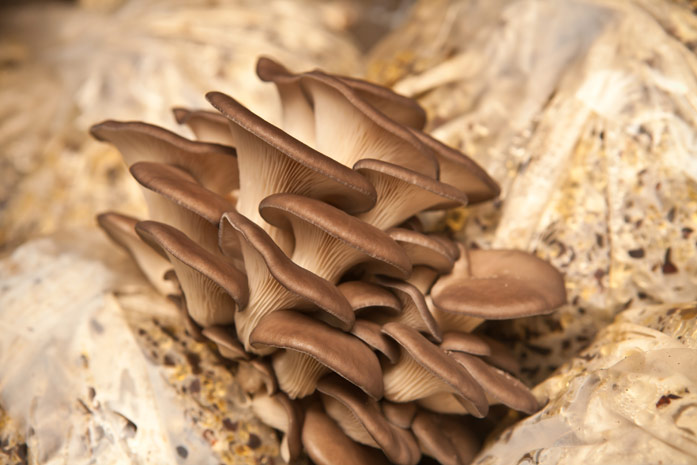 Austernpilz