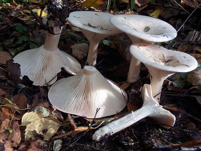 Sprechende Pilze