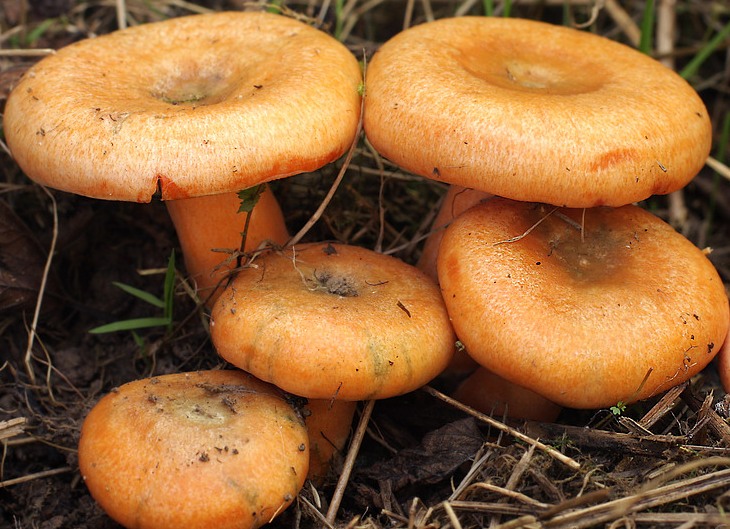 Finferli