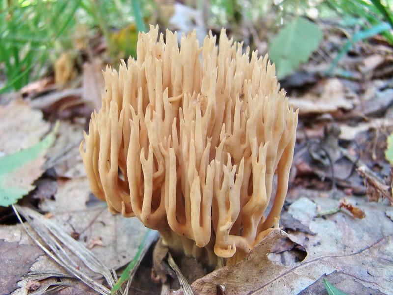 Champignons