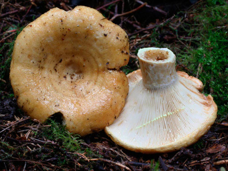 Milchpilz
