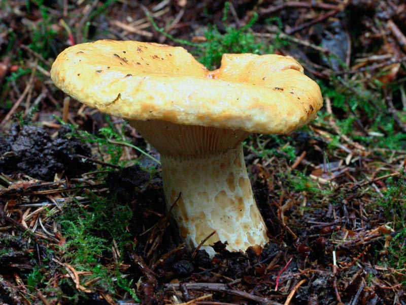Champignons