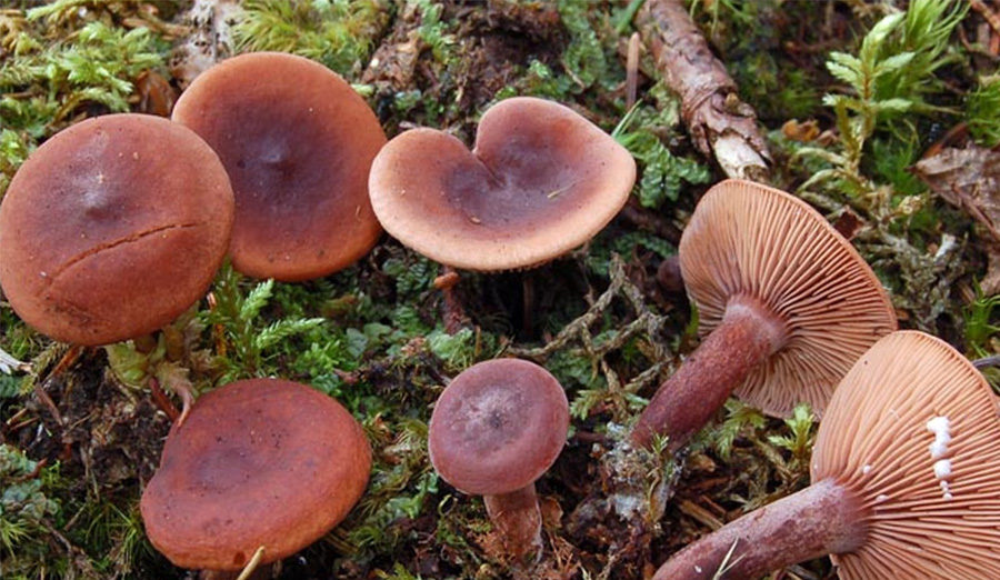champignon camphrier