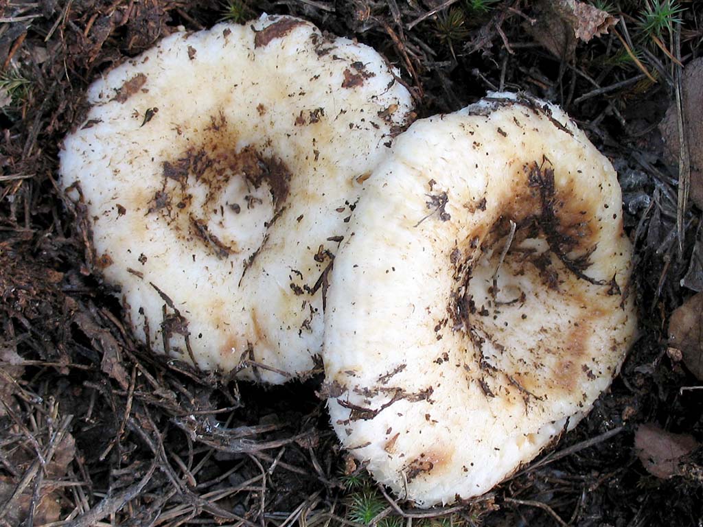 Echter Milchpilz