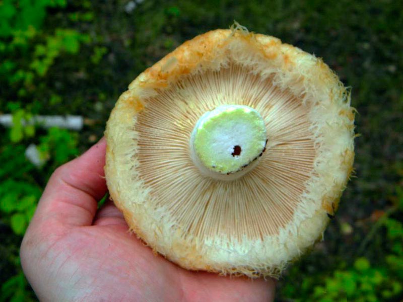 Funghi del latte
