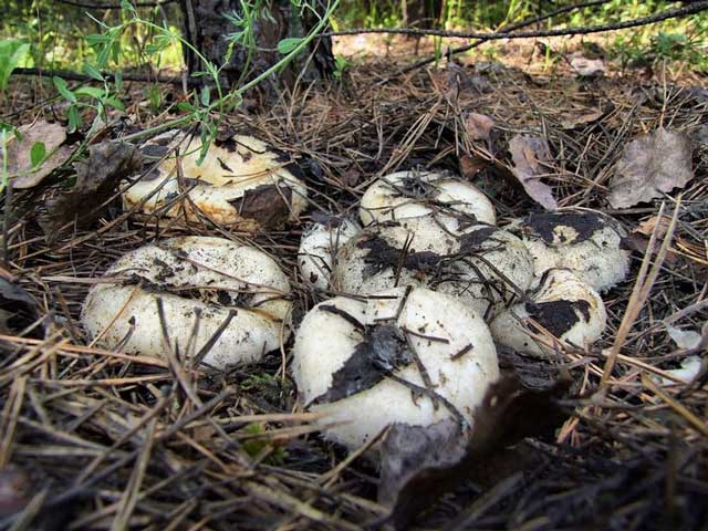 champignon au lait blanc