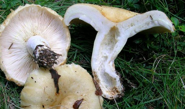 Funghi del latte
