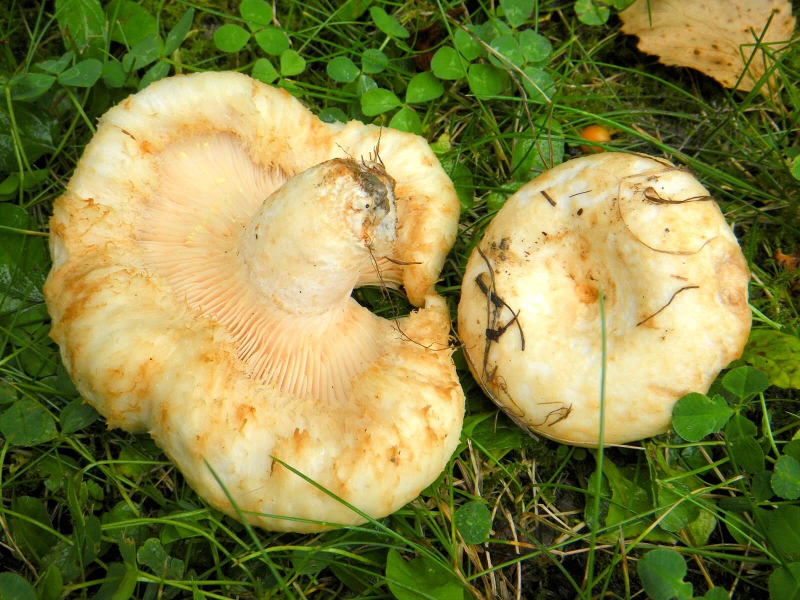 Milchpilze