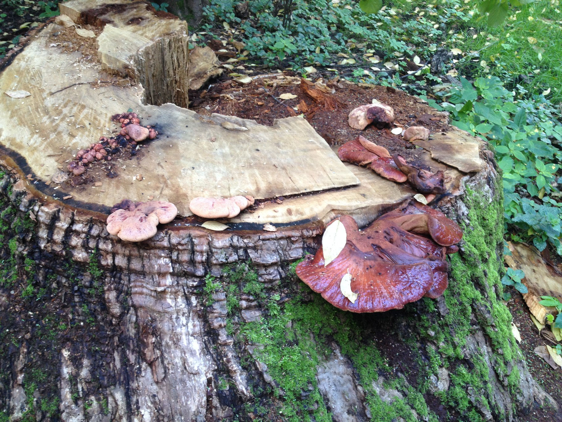 Gemeines Lebermoos