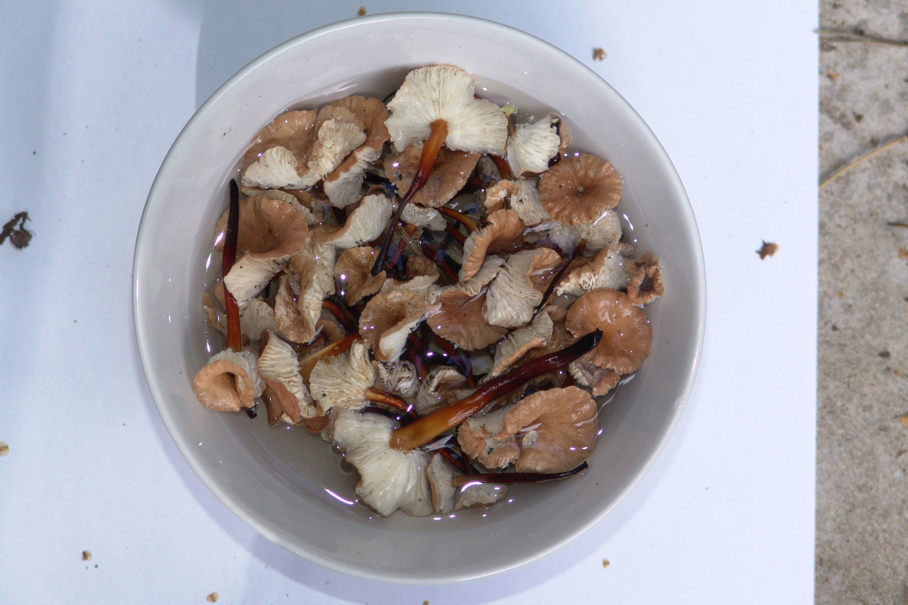 Preparazione dei funghi per la cottura