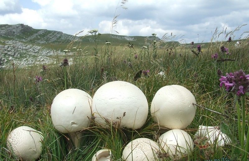 Champignons