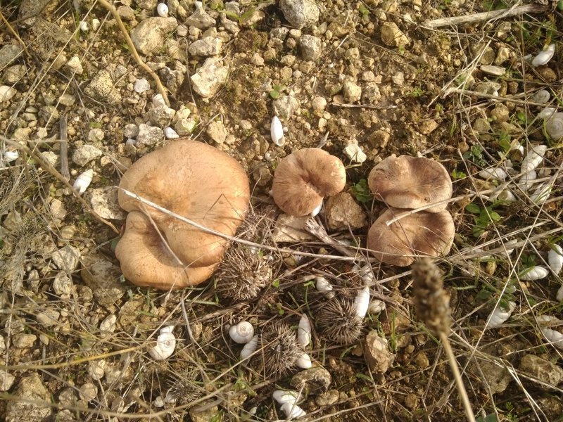 Champignons