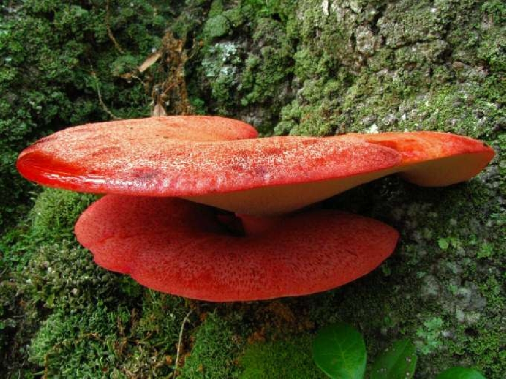 Champignons du foie