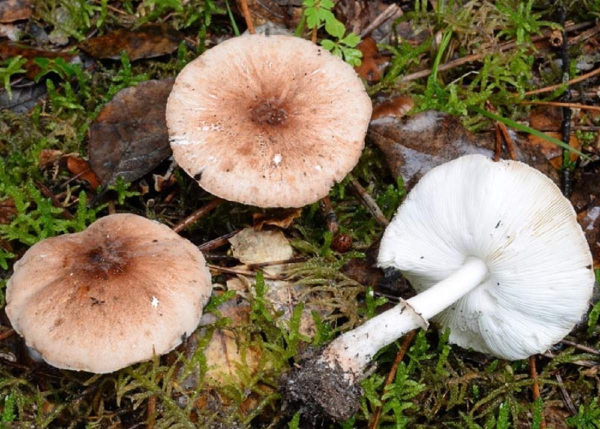 Agaric