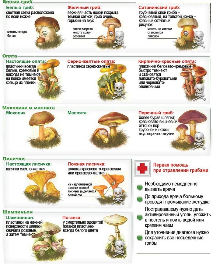 Champignons comestibles et vénéneux