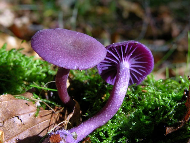 Vernis améthyste