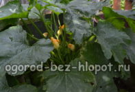 Welche Zucchini-Sorten gedeihen in einem warmen Beet?