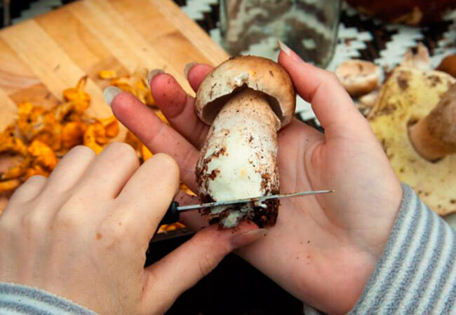 Weißer Champignon