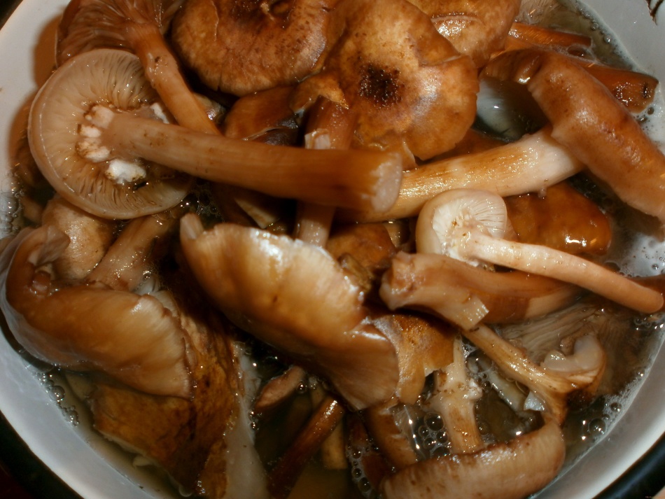 Honigpilze kochen