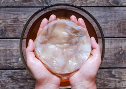 Cultiver du kombucha