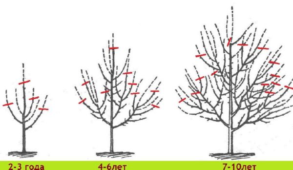 Comment tailler les arbres
