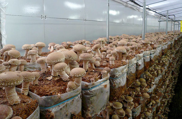 Funghi