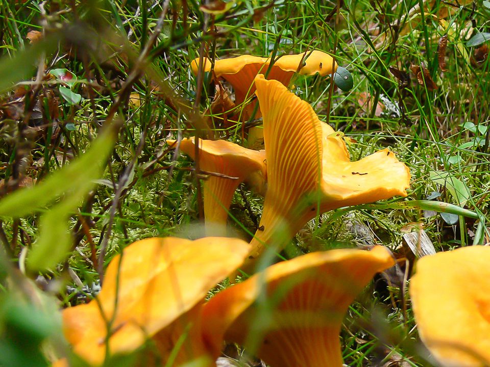 Champignons