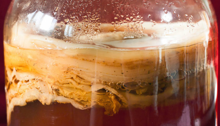 Kombucha