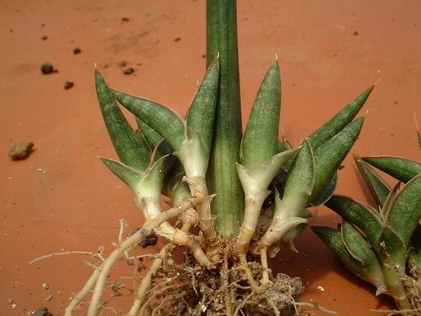 Multiplication du Sansevieria par division des racines