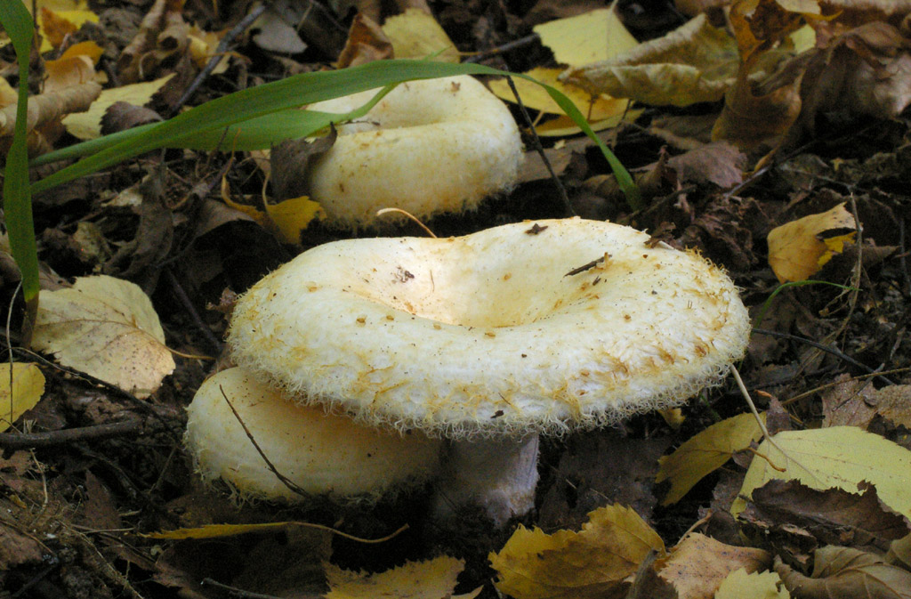 champignon de lait