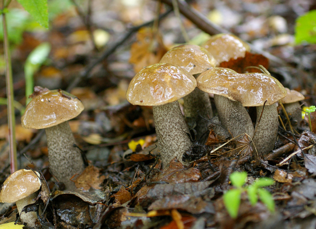 Funghi porcini