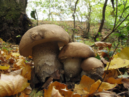 Pilz