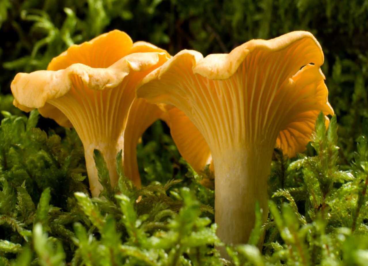 Pfifferlinge