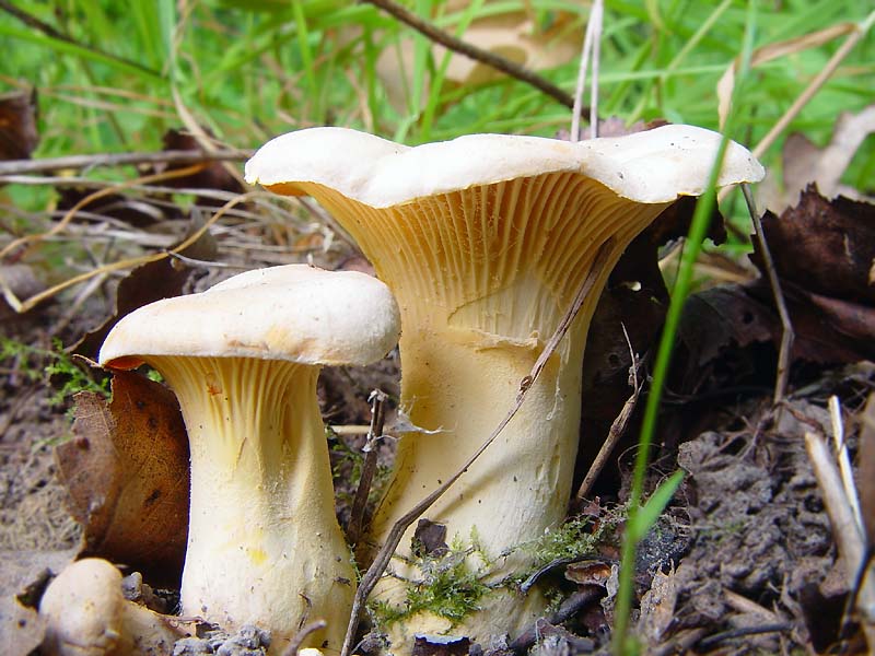 Pfifferlinge