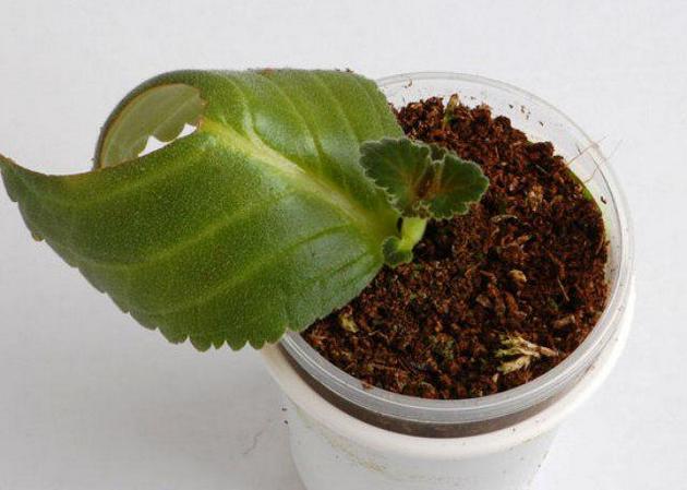 Stecklinge bewurzeln