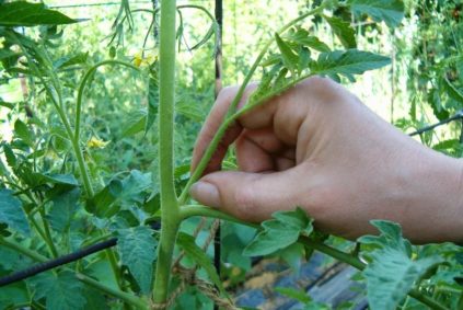 Enlevez les feuilles des tomates