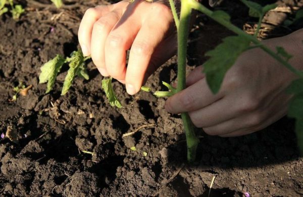 Enlevez les feuilles des tomates
