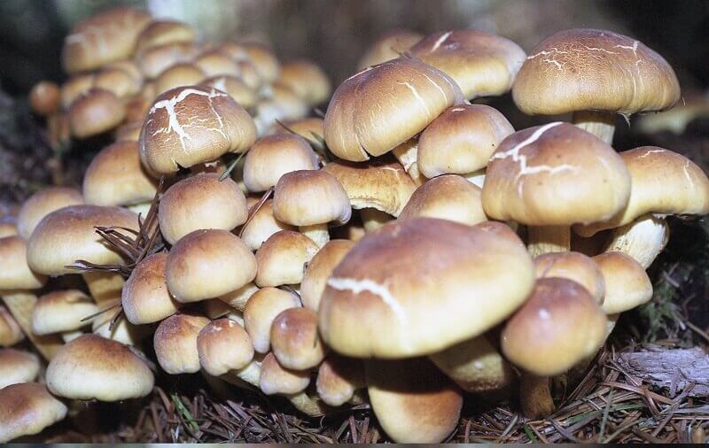 faux champignons miel
