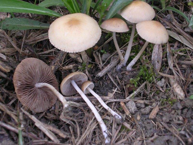 Фалшиви медени гъби