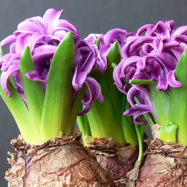 Fleurs bulbeuses d'intérieur