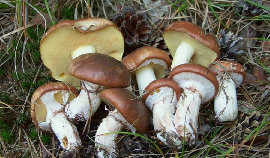 Schmetterlinge