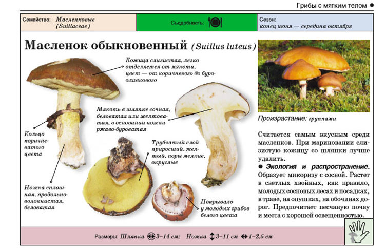 Κοινό μανιτάρι βουτύρου