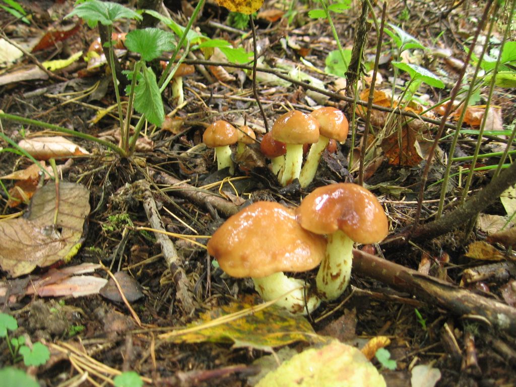 Schmetterlinge