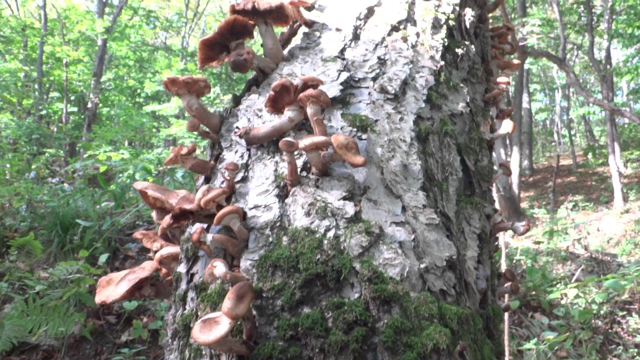 Des armillaires couleur de miel sur un bouleau