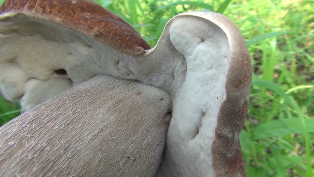 Cappello di fungo bianco