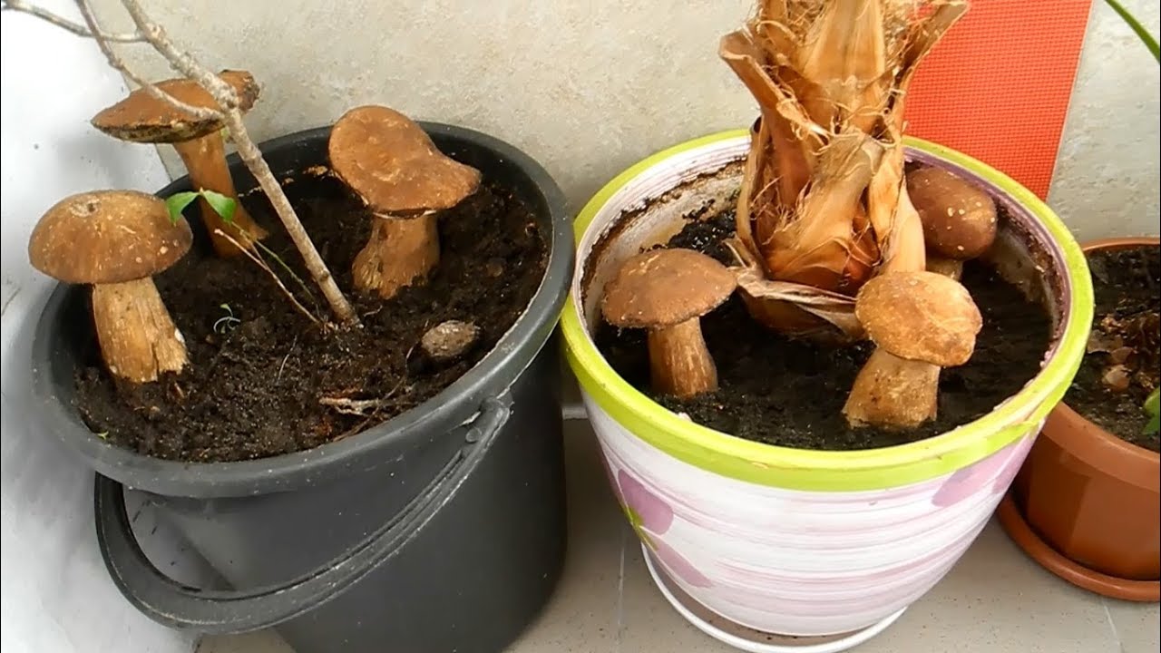Coltivare funghi in un appartamento